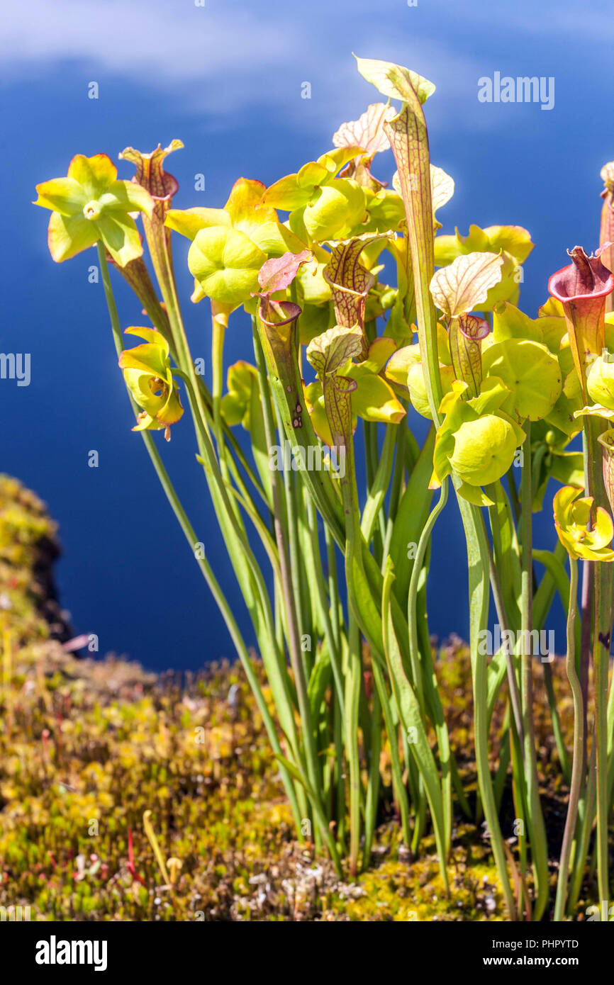 La sarracénie pourpre, jaune Sarracenia flava Banque D'Images