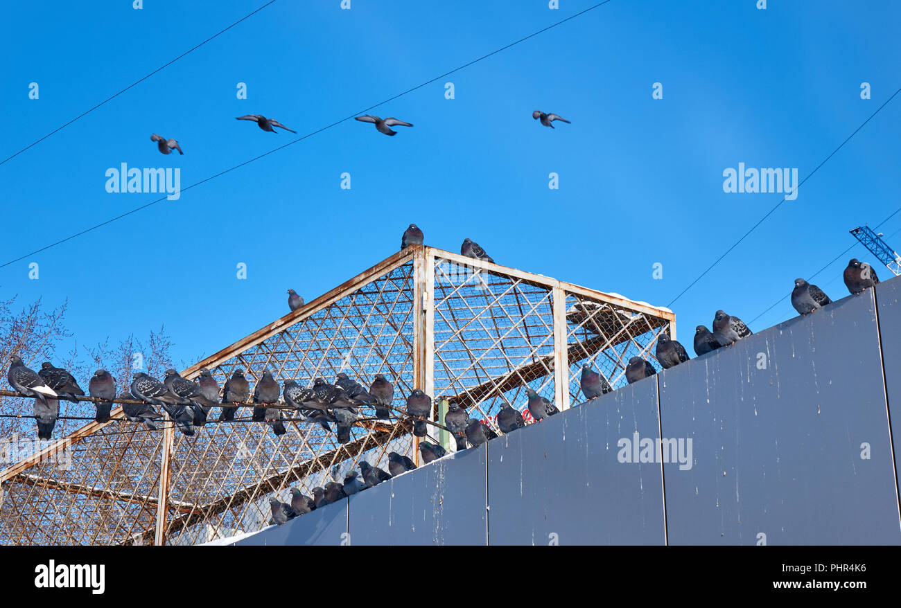 De nombreux pigeons assis sur le toit et les lignes électriques comme une armée d'oiseaux Banque D'Images