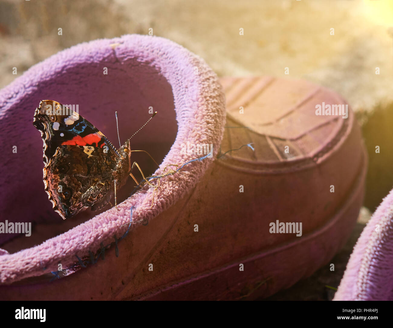 Avec un papillon coloré ailes noires assis sur le caisson sous le soleil rose macro image Banque D'Images