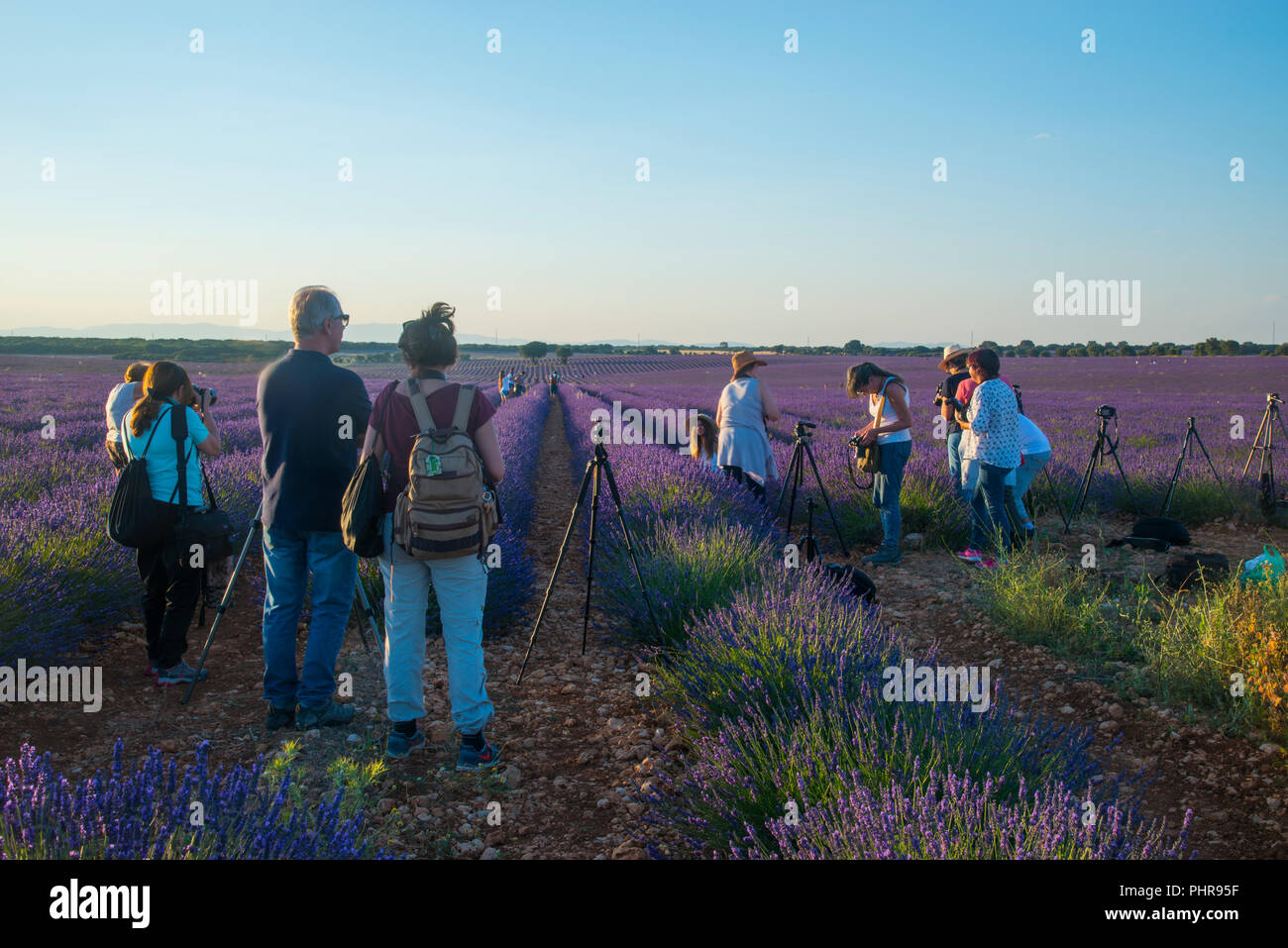 Les personnes qui prennent des photos à champ de lavande. Brihuega, province de Guadalajara, Castille La Manche, Espagne. Banque D'Images