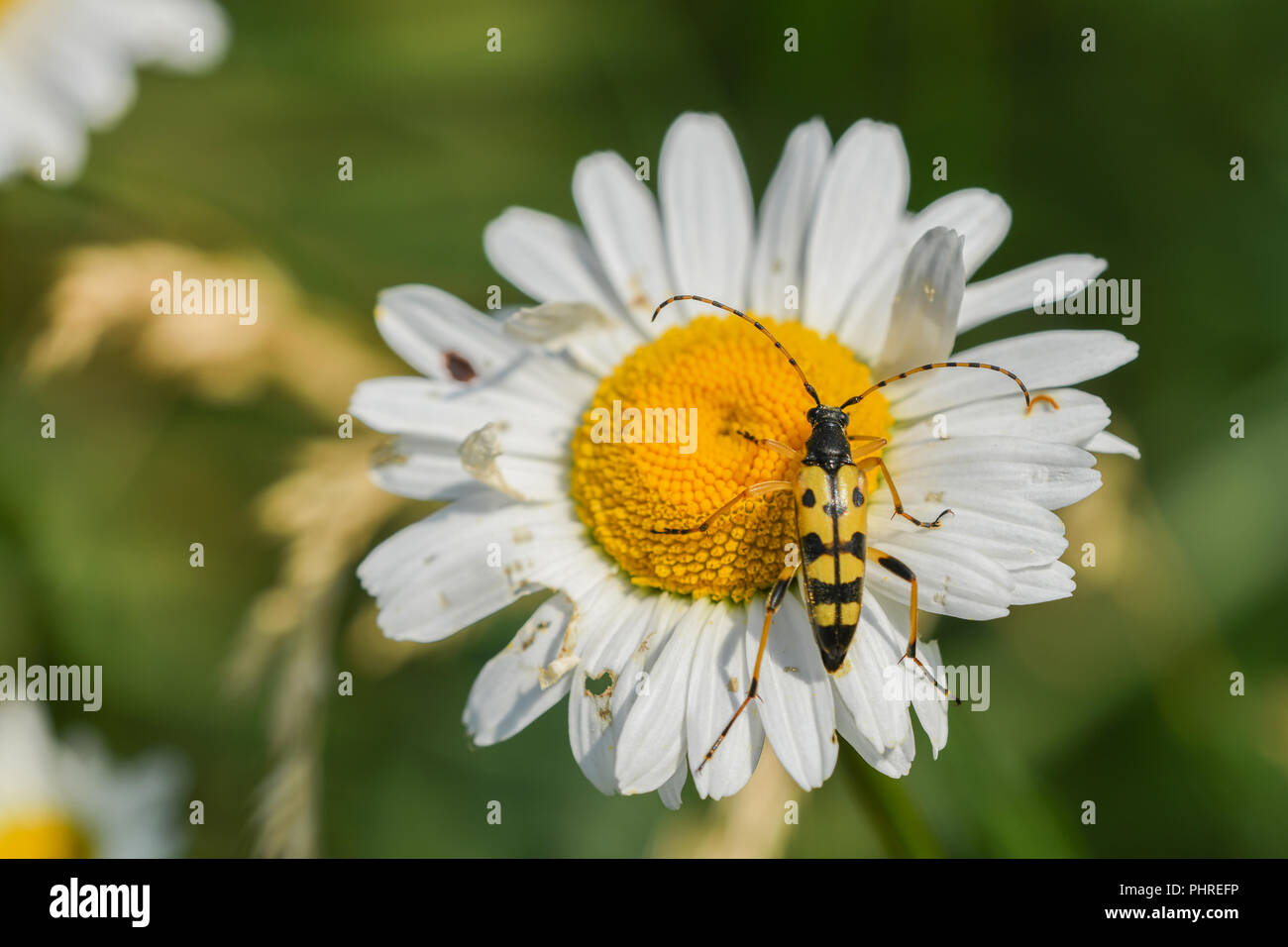 Le noir et le jaune Banque D'Images