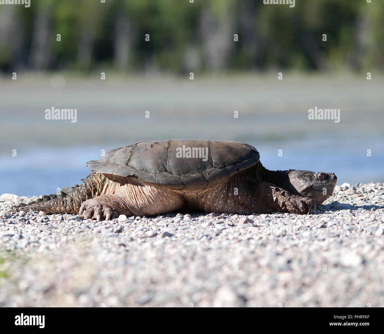 Tortue serpentine close up dans son environnement. Banque D'Images