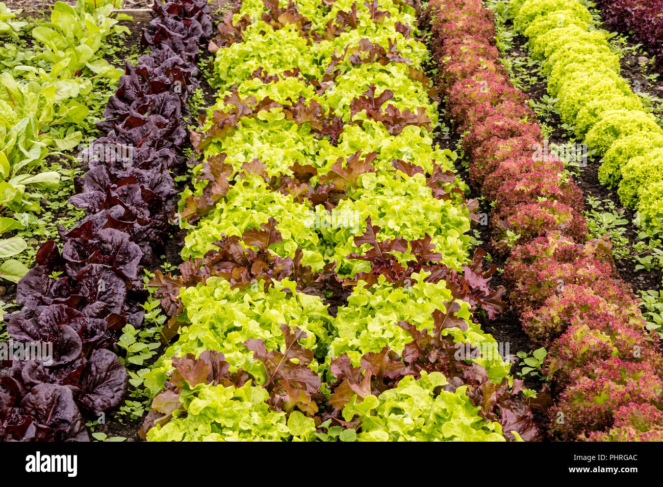 Rangées de différentes plantes de laitue dans un potager. Banque D'Images