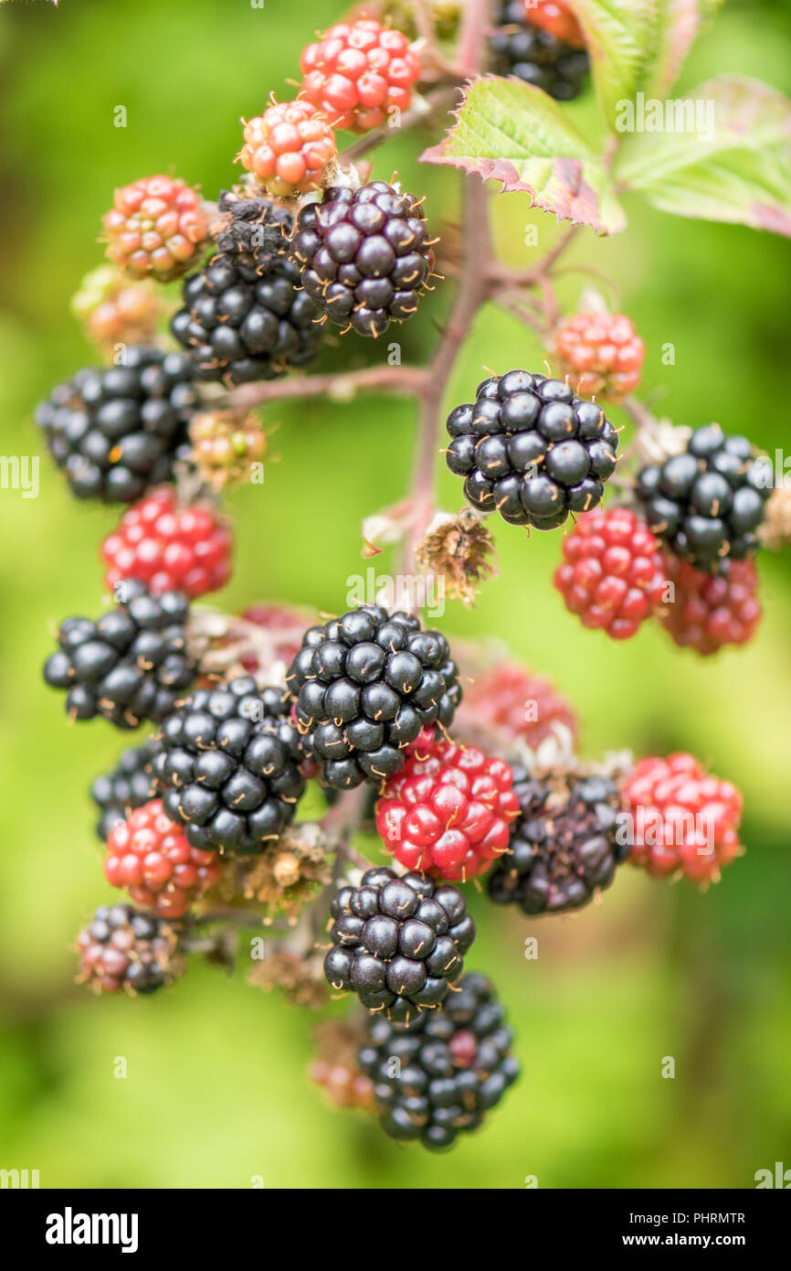 Truss de mûres sauvages (Rubus fruticosus) avec de petits fruits encore verts et mûrs - UK Banque D'Images