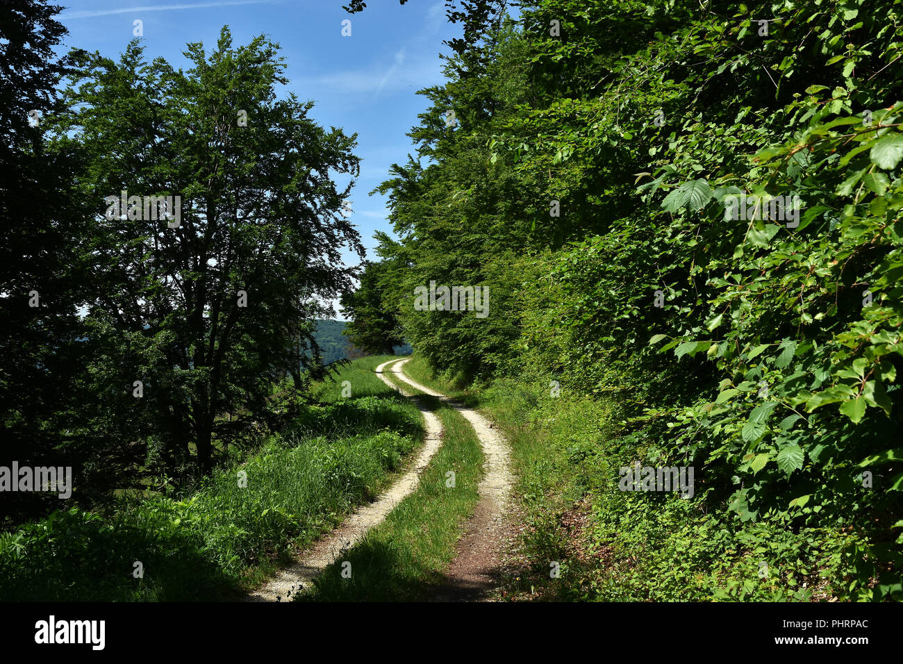 Chemin ; Meadows ; des Forêts, arbres ; Banque D'Images