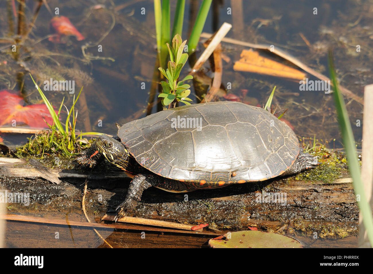 Profitant de la tortue peinte de l'entourant. Banque D'Images