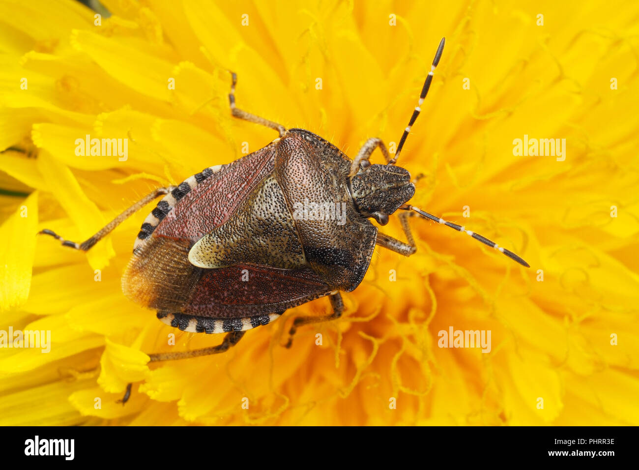Dolycoris baccarum (Shieldbug poilue) au repos sur fleur de pissenlit. Tipperary, Irlande Banque D'Images