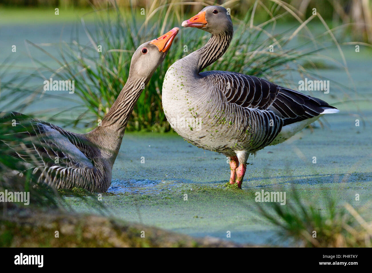 Oie cendrée Banque D'Images