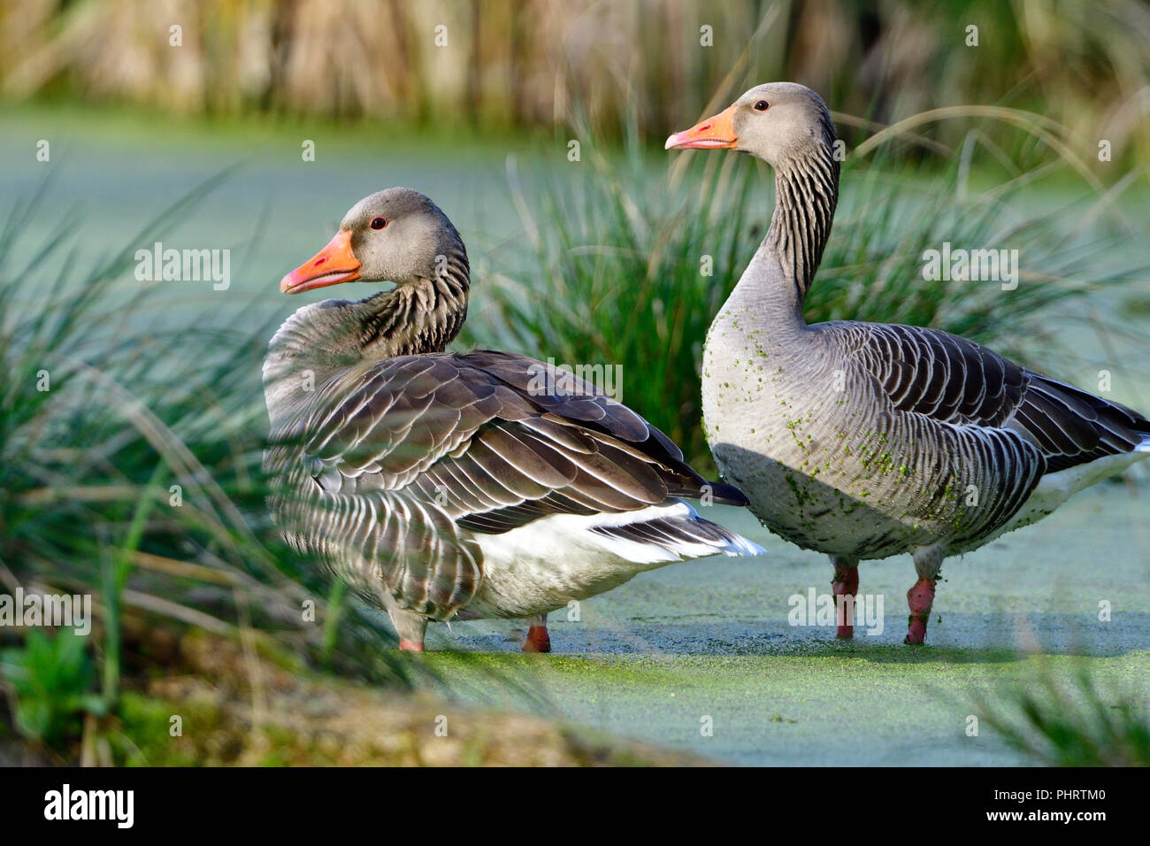 Oie cendrée Banque D'Images