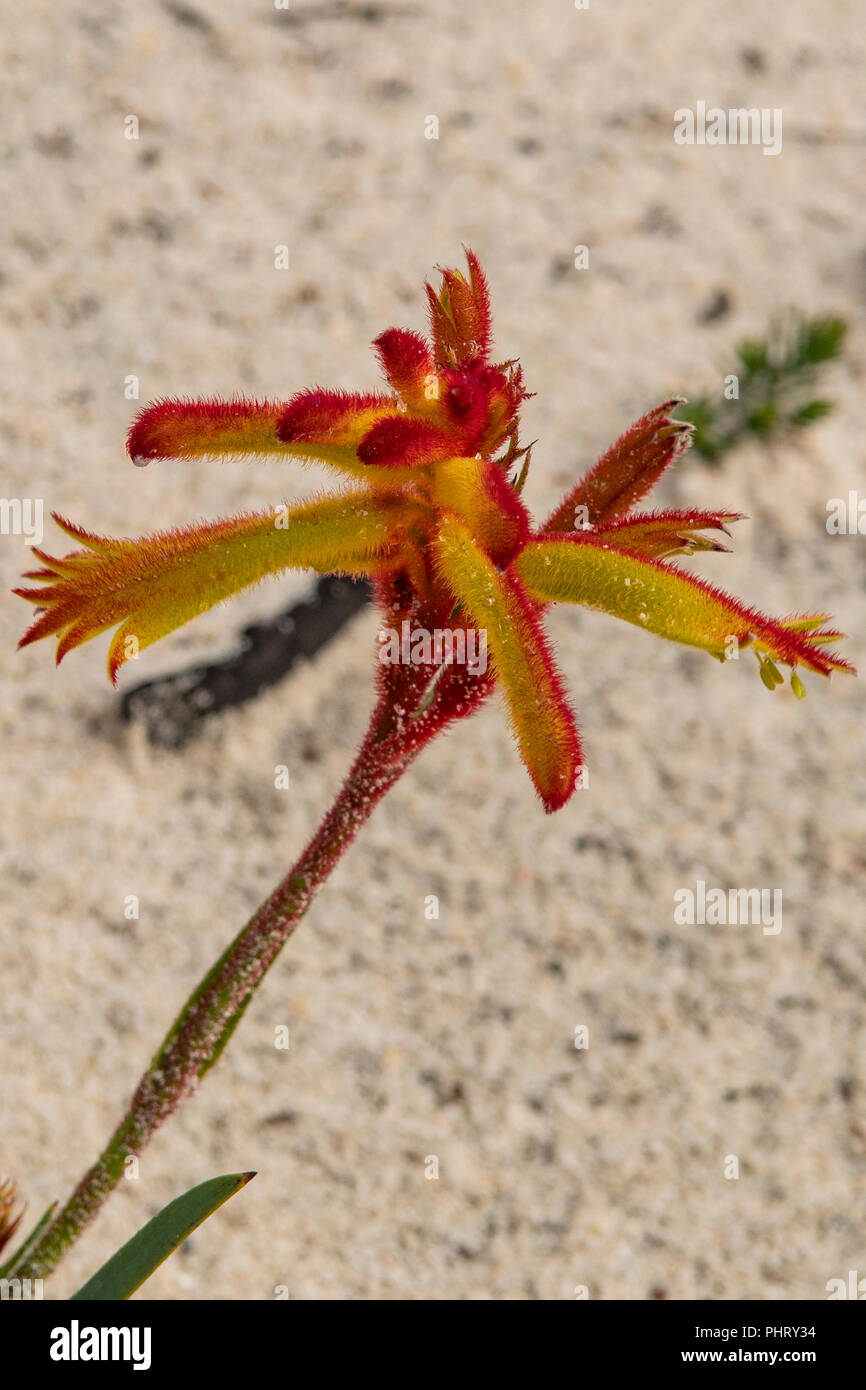 Anigozanthos humilis, Catspaw commun Banque D'Images
