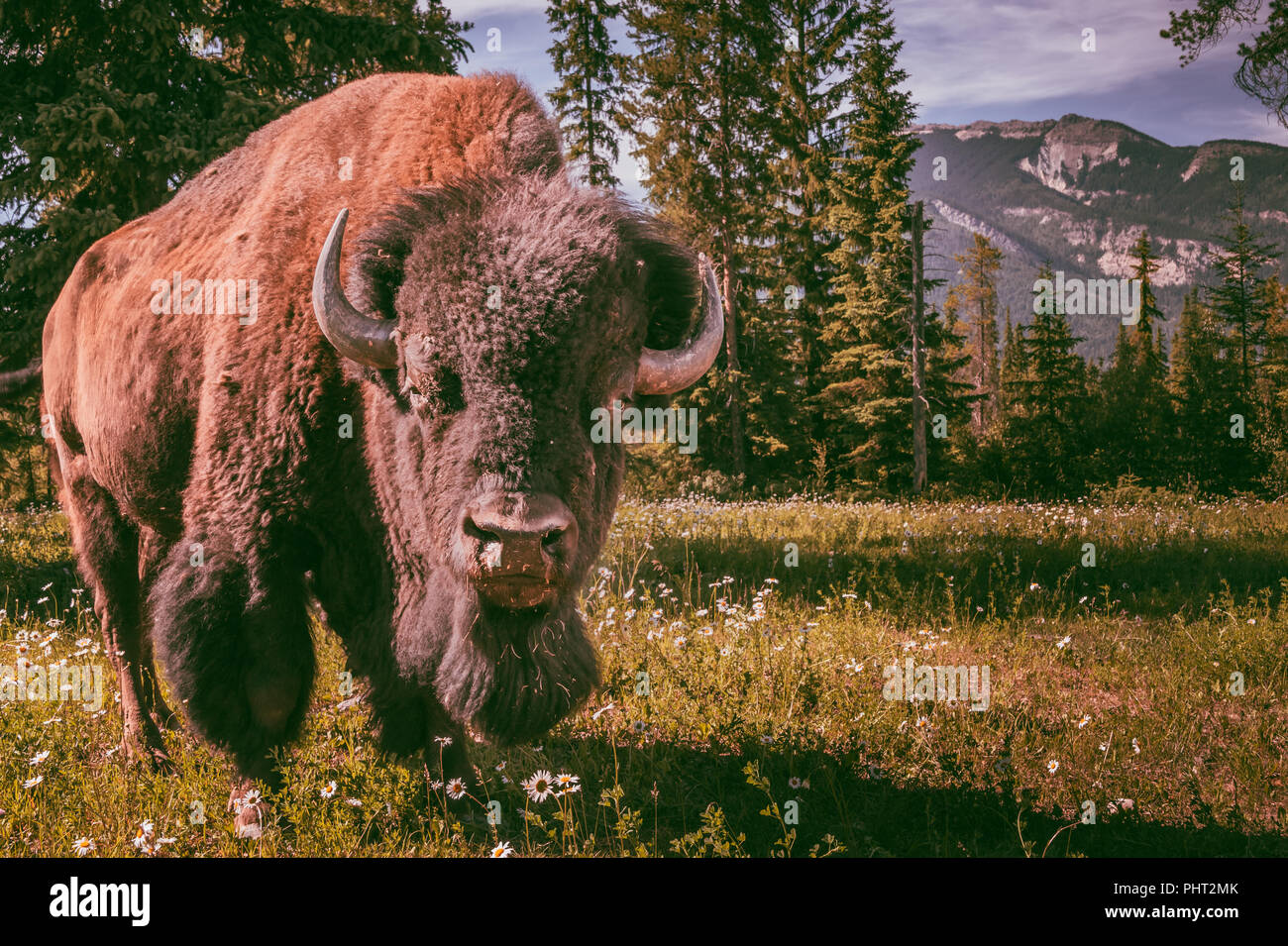 Beau mâle Buffalo dans les domaine Banque D'Images