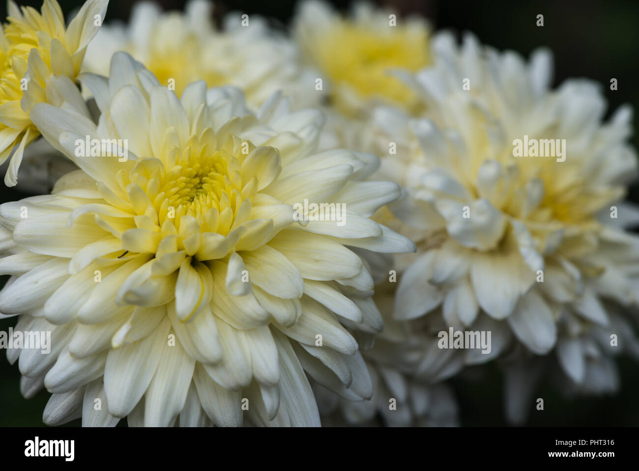 Close up d'un groupe de fleurs sur le chrysanthème blanc Gompie de pulvérisation dans le jardin d'été anglais avec l'accent sur l'avant-plan fleur. Banque D'Images