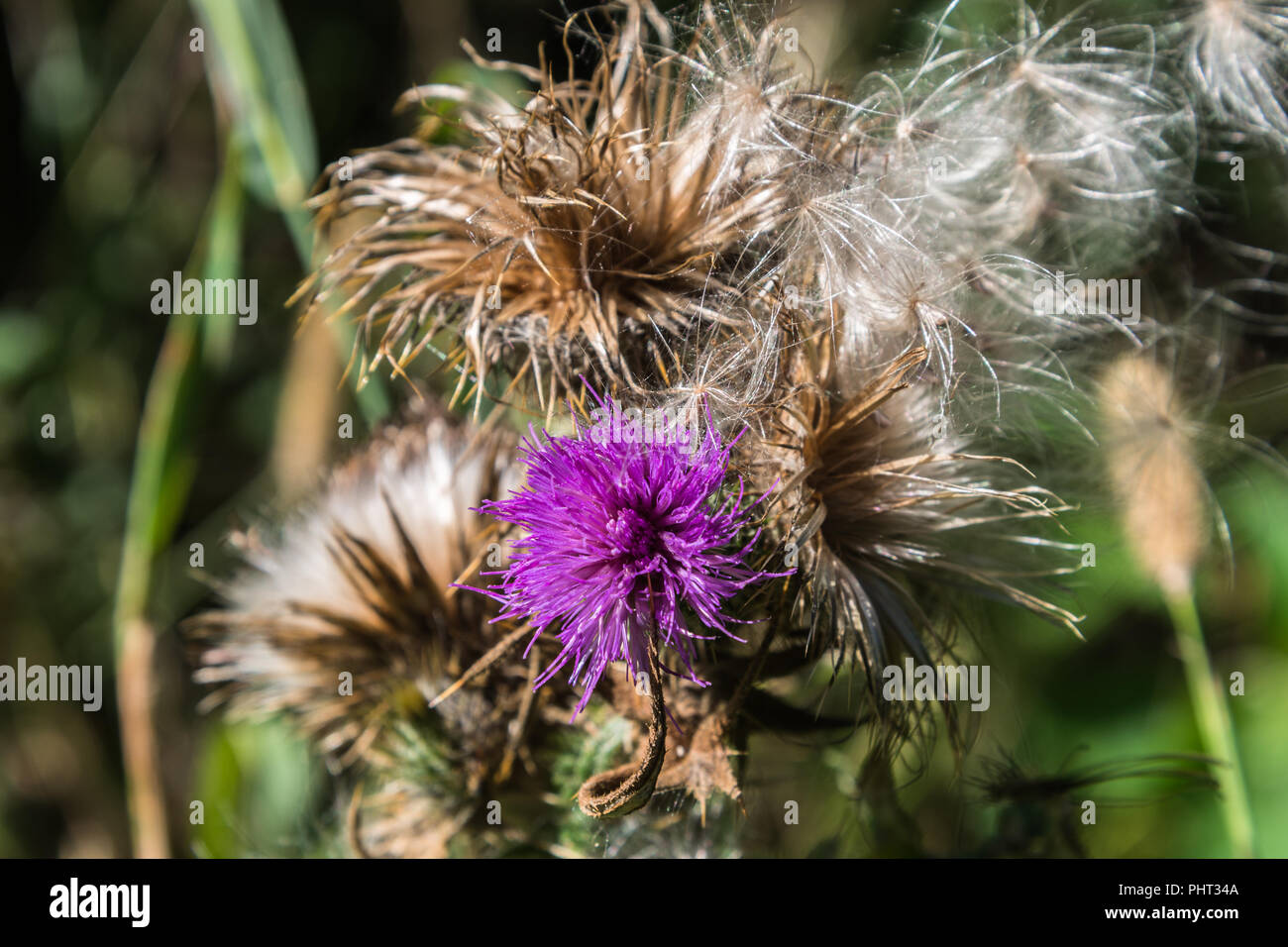 Les capitules d'un chardon sauvage dans une prairie d'été en août du soleil avec les graines qui sont velues thistledown dispersées par le vent ou les oiseaux sauvages. Banque D'Images