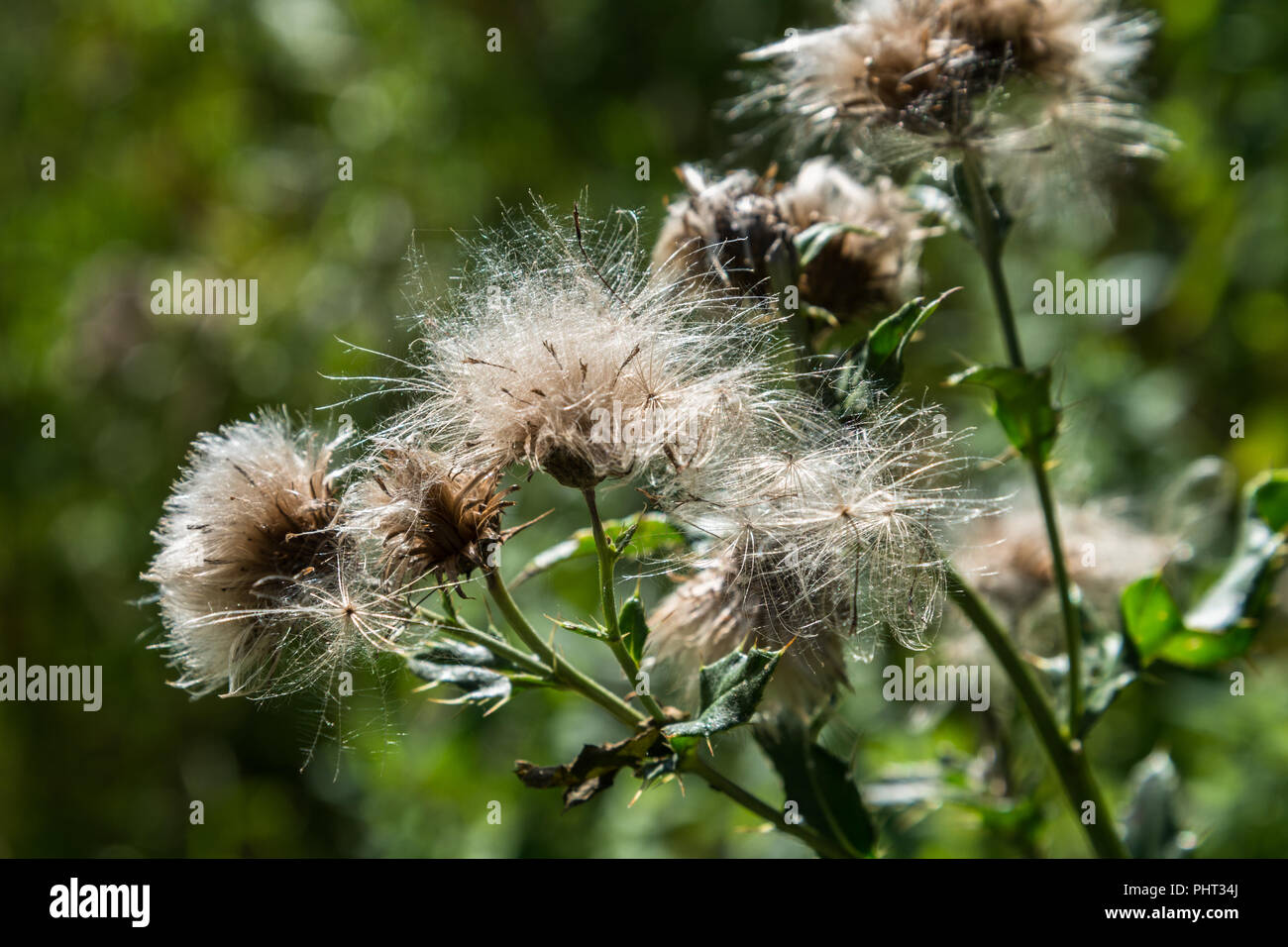 Les capitules d'un chardon sauvage dans une prairie d'été en août du soleil avec les graines qui sont velues thistledown dispersées par le vent ou les oiseaux sauvages. Banque D'Images