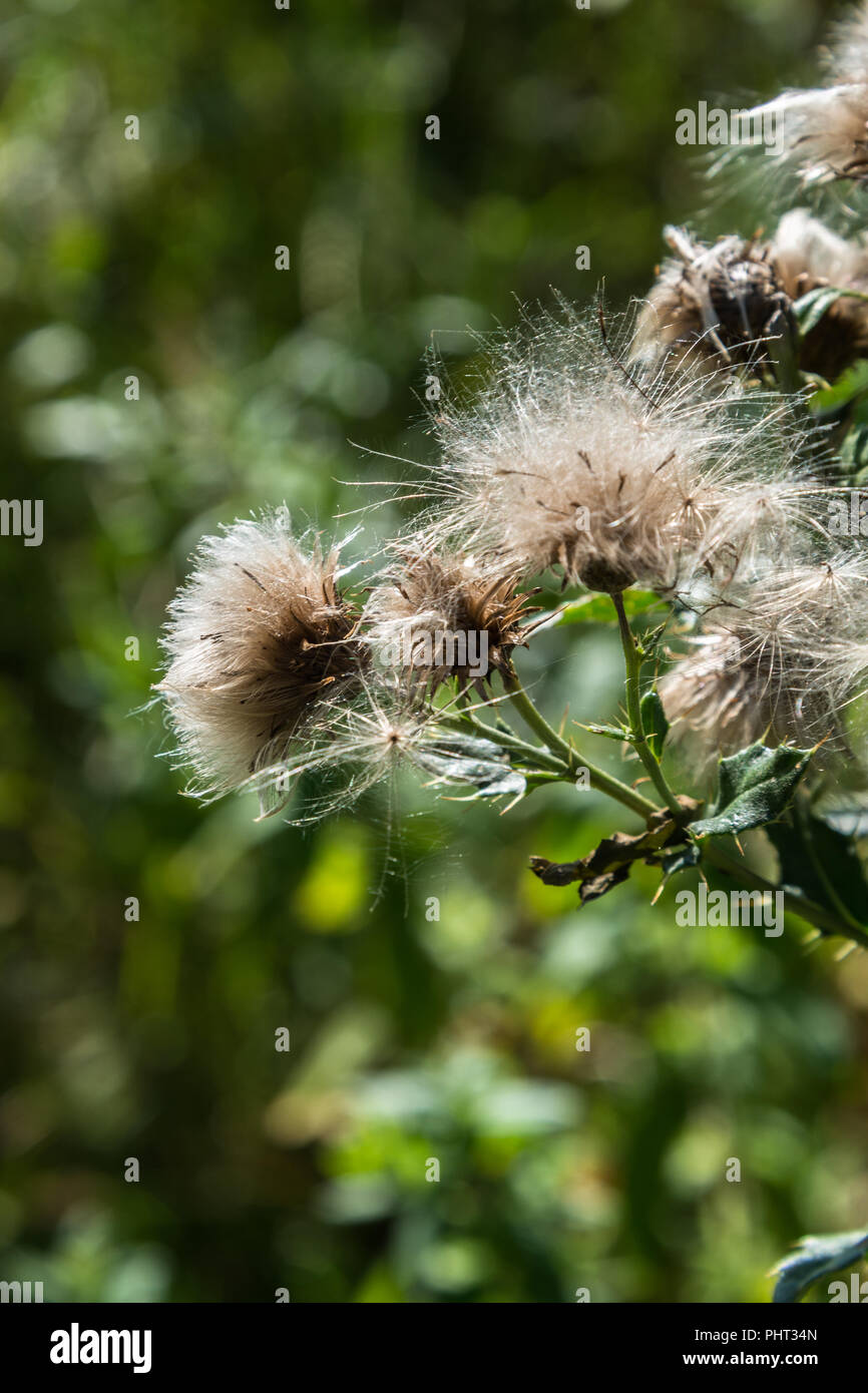 Les capitules d'un chardon sauvage dans une prairie d'été en août du soleil avec les graines qui sont velues thistledown dispersées par le vent ou les oiseaux sauvages. Banque D'Images