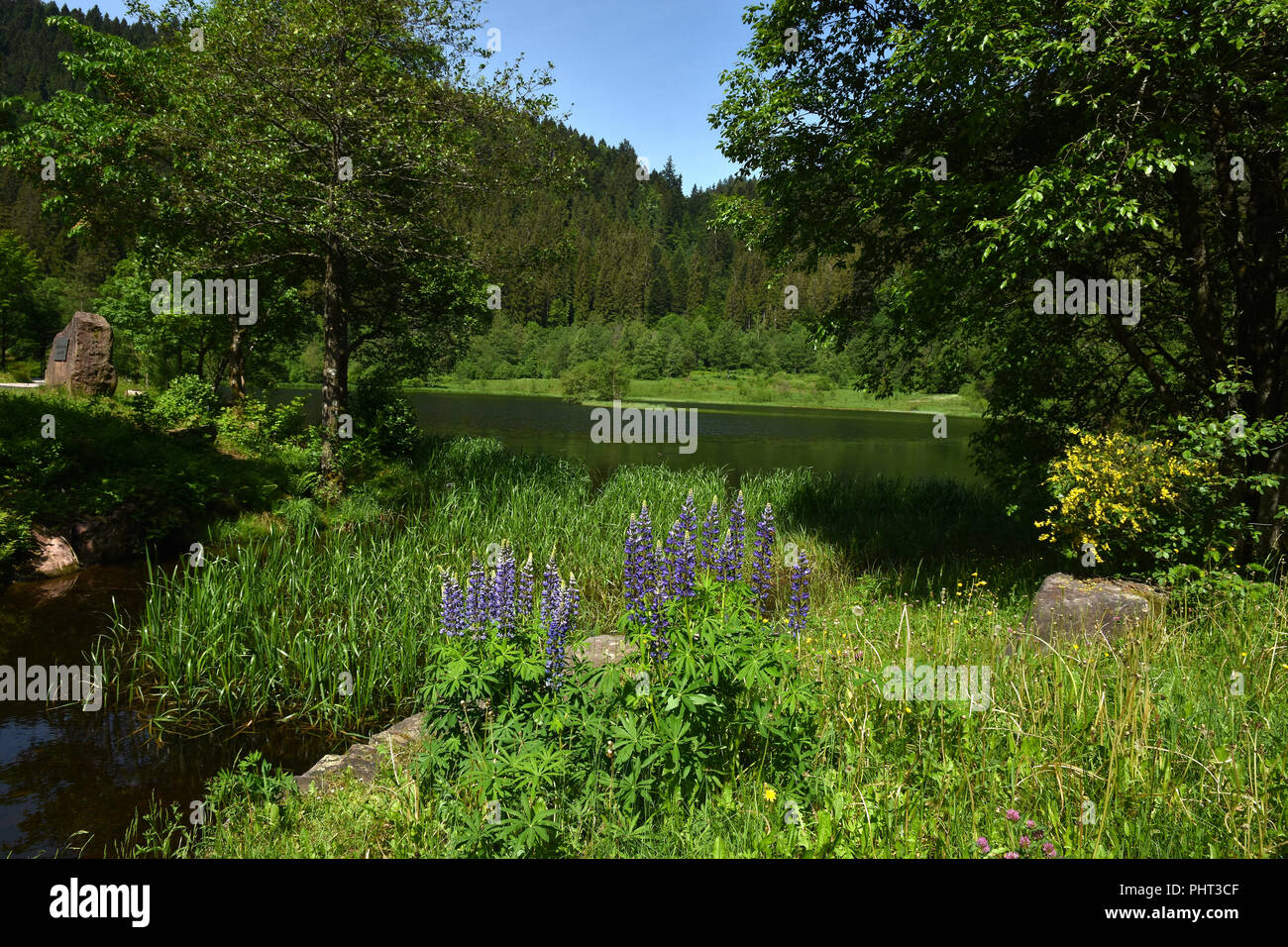 Parc national de la forêt-noire allemagne ; Sankenbachsteig sankenbach randonnée ; mer ; Banque D'Images