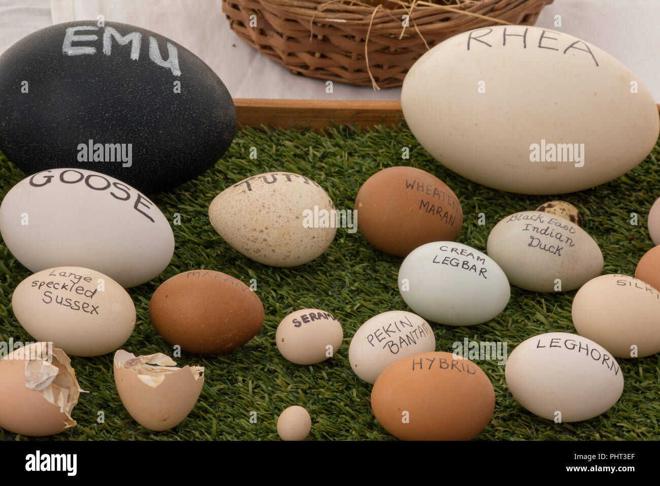 Une sélection d'oeufs de taille moyenne à partir de poulets et autres oiseaux sur l'affichage à un pays poultry show. Banque D'Images