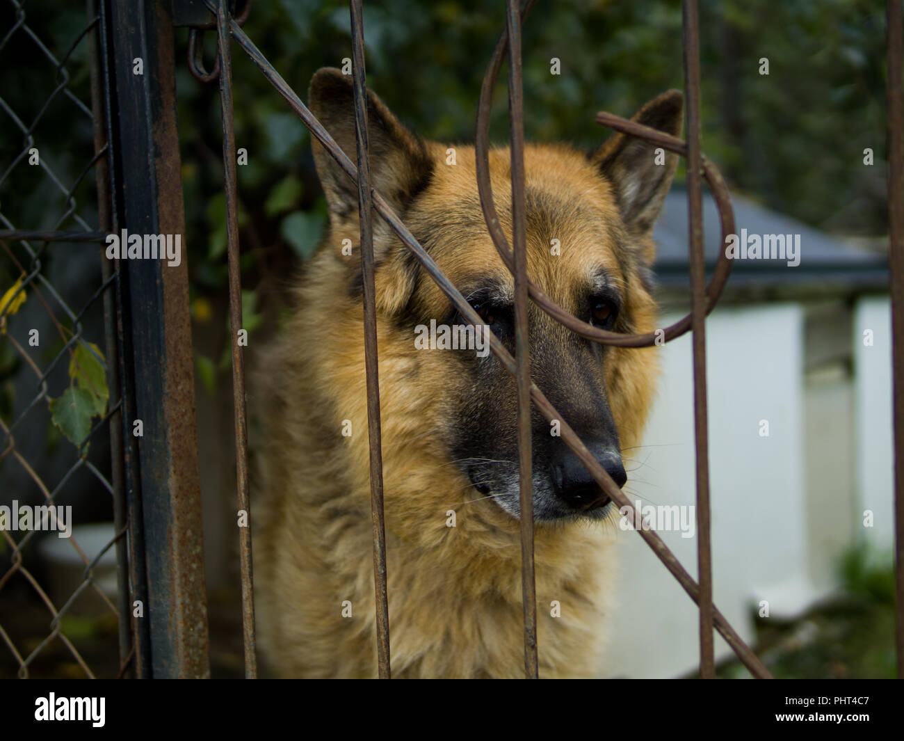 Old German Shepard en cage Banque D'Images