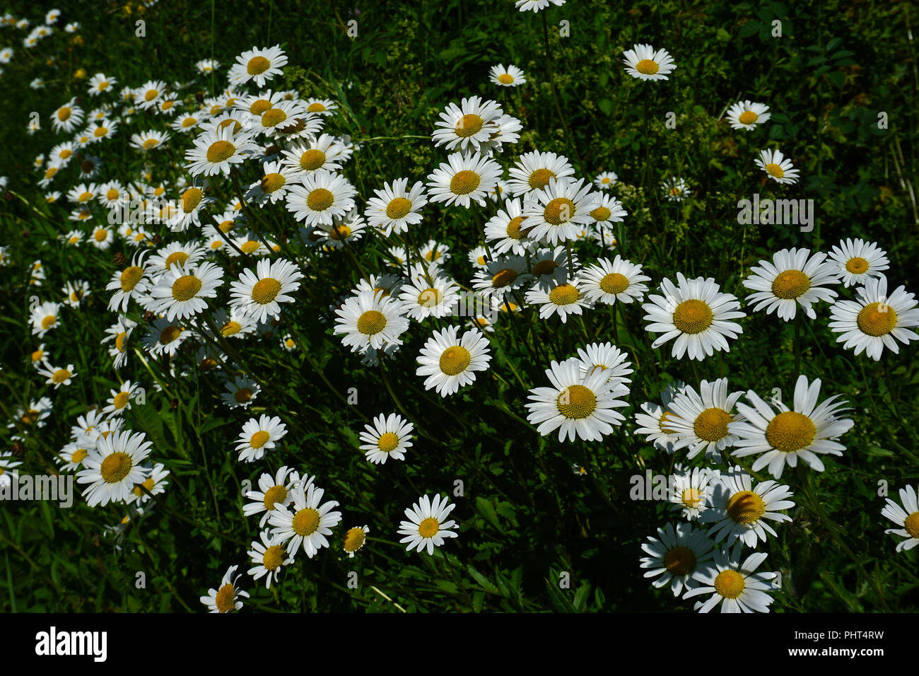 Marguerite ; chien ; Daisy Daisy oxeye daisy français ; Banque D'Images