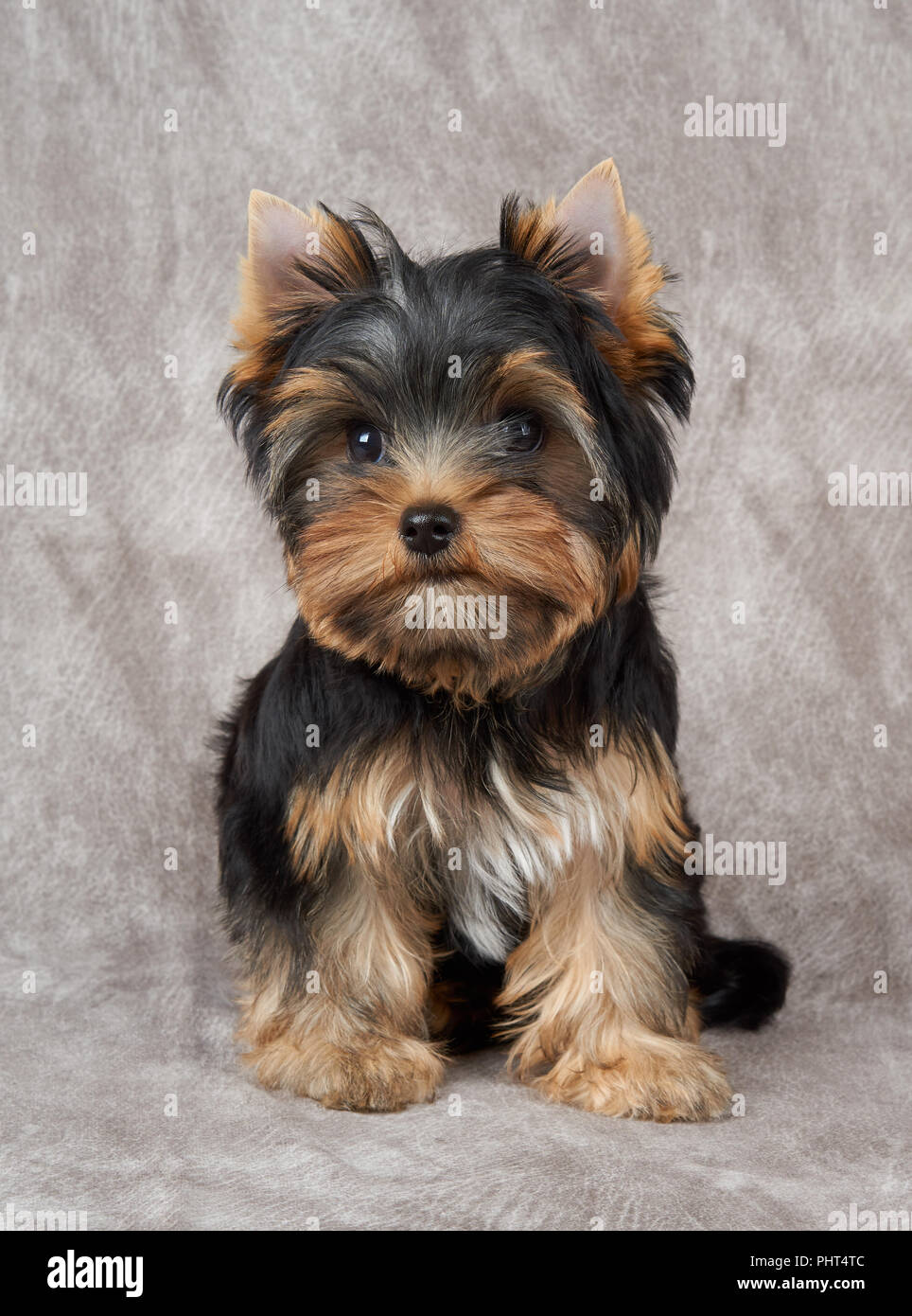 Adorable Et Mignon Chiot Yorkshire Terrier Du Siege Au Fond Textile Photo Stock Alamy