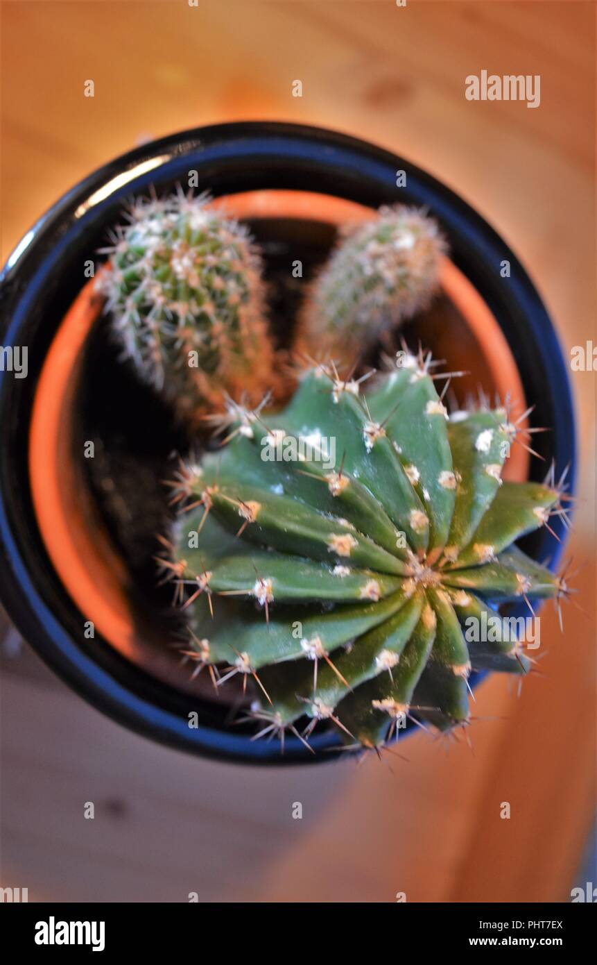 Cactus vert en pot de fleurs comme idée de décoration pour la maison est tiré d'en haut Banque D'Images