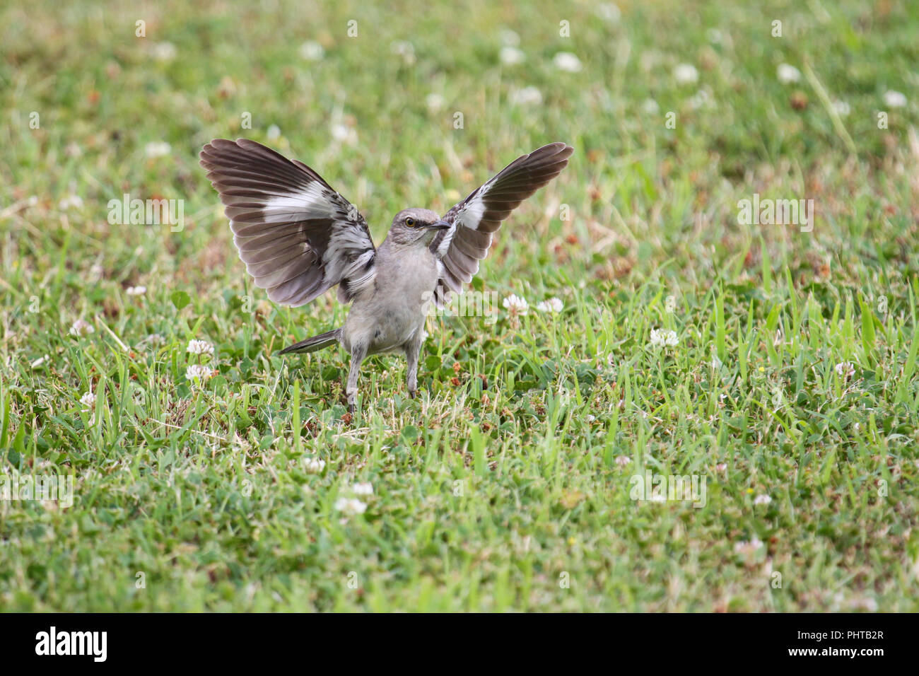 Un Moqueur polyglotte la chasse les insectes sur une pelouse. Banque D'Images