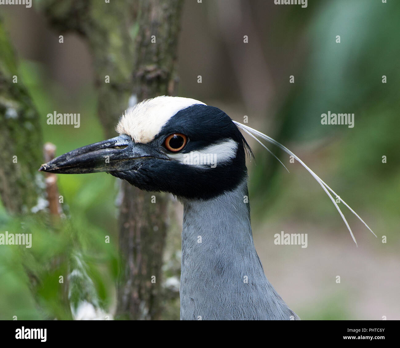 Bihoreau gris jaune oiseau profiter de ses environs. Banque D'Images
