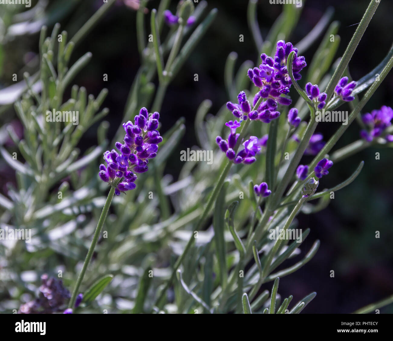 La floraison des fleurs de lavande, lavande Sprig, couleur pourpre, Close-Up Photography, lavandula angustifolia hidcote fleurs Banque D'Images