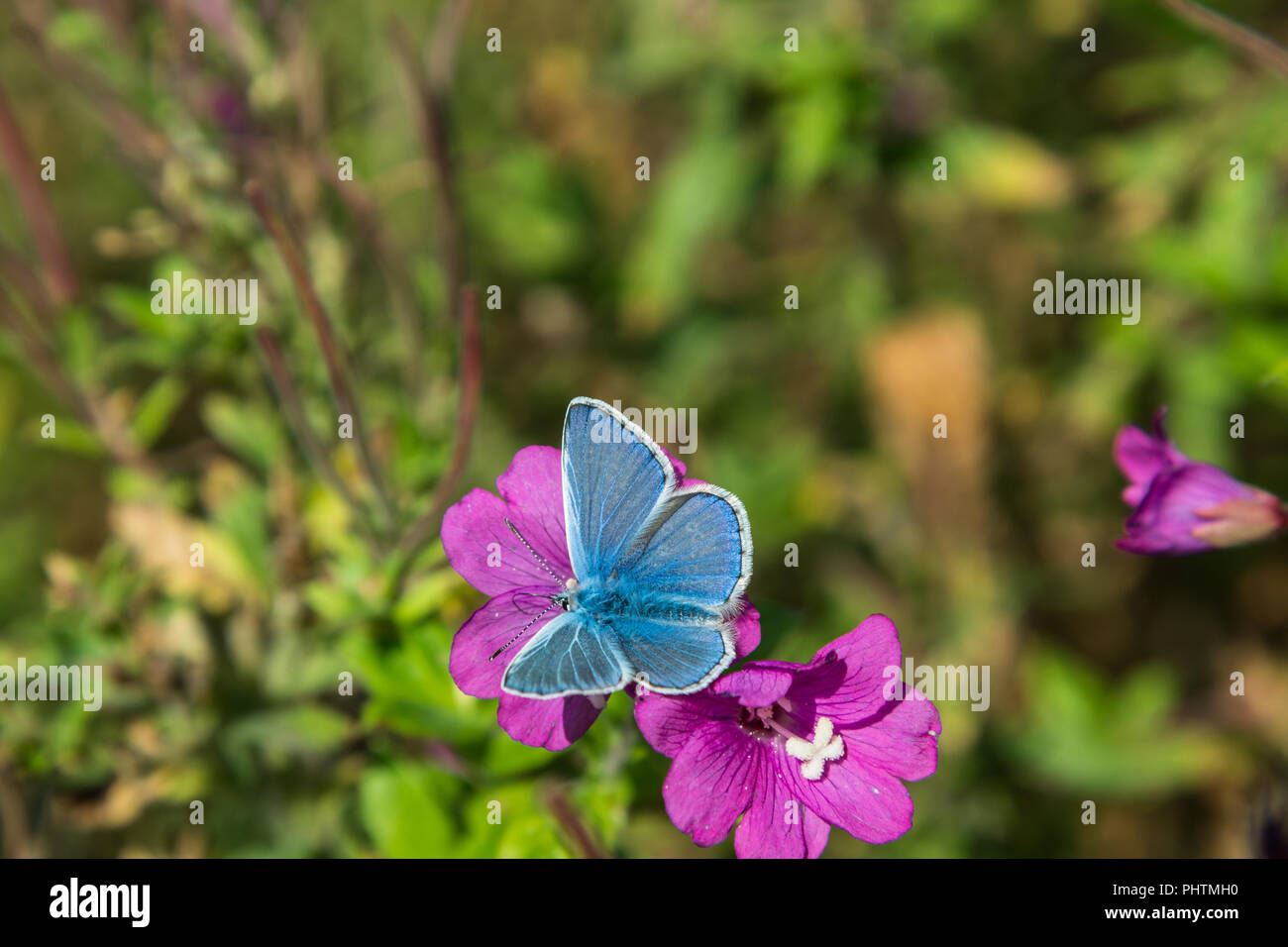 Le papillon bleu s'est posé sur l'un de fleurs rose vif Rosebay Willowherb dans une prairie d'été août dans le Lancashire, Angleterre, Royaume-Uni. Banque D'Images