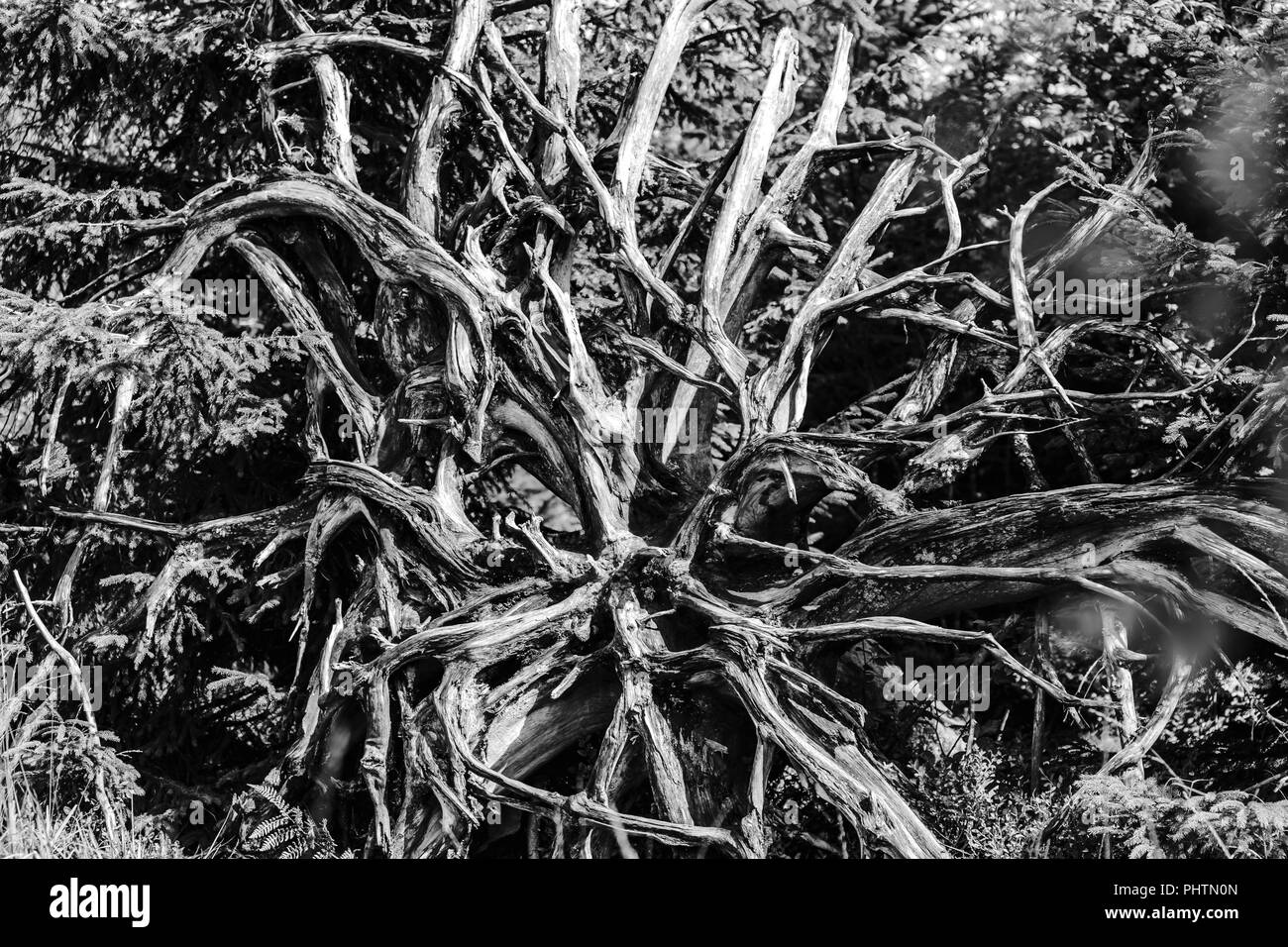 Vue sur la vieille monochrome abstrait racines naturelles, national park Banque D'Images