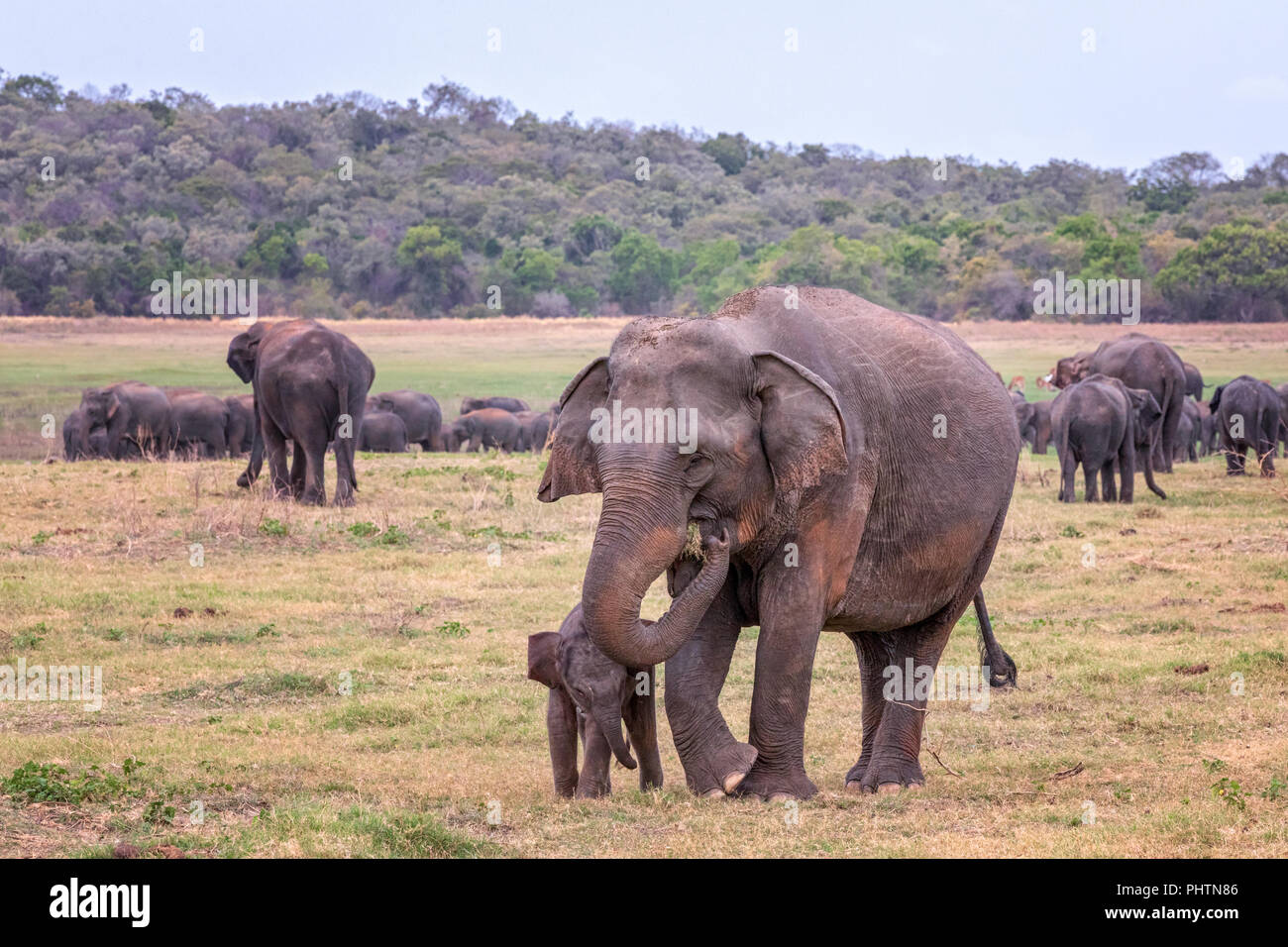 L'éléphant du Sri Lanka et son veau (Elephas maximus maximus) dans le Parc National Minneriya, Sri Lanka Banque D'Images