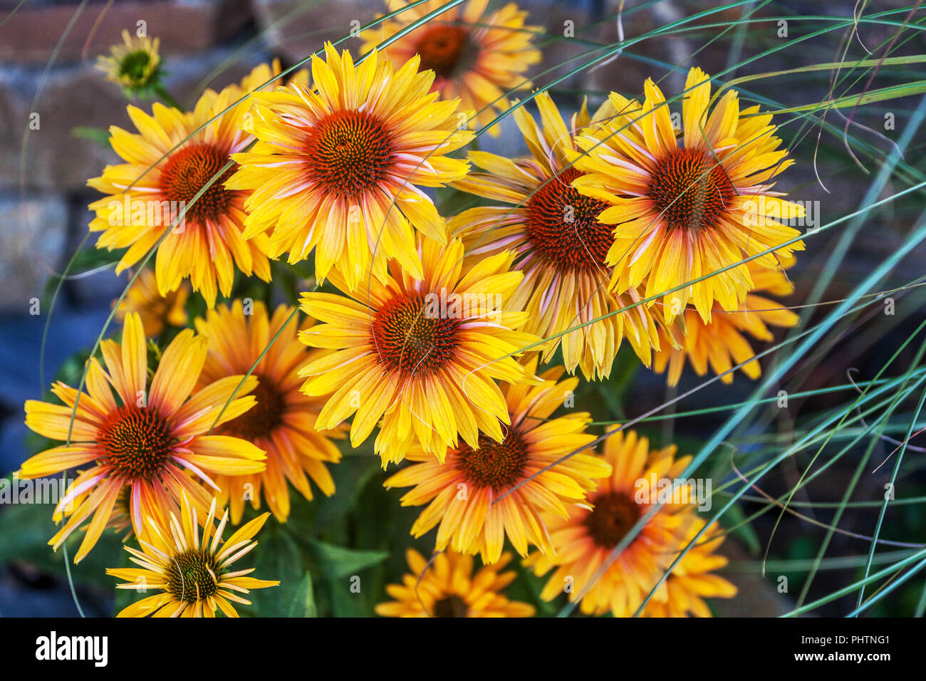 Fleurs d'orange Coneflower Echinacea 'Big Kahuna' Banque D'Images