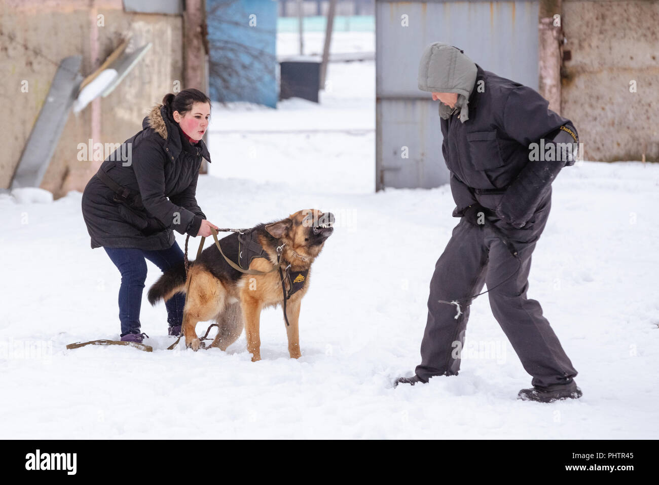 Gomel, Bélarus - 15 janvier 2017 : occupation d'une race de chien berger allemand de protection contre les attaques de l'hôte Banque D'Images