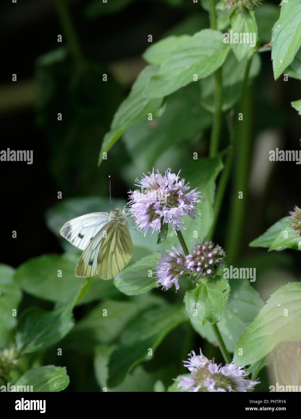 Papillon blanc veiné vert menthe à l'eau Banque D'Images