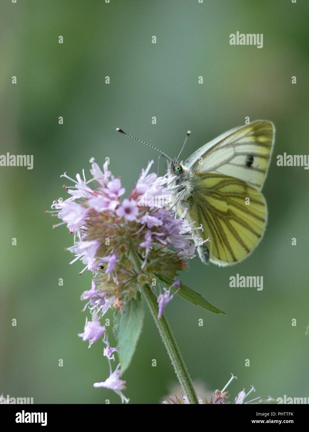 Papillon blanc veiné vert menthe à l'eau Banque D'Images