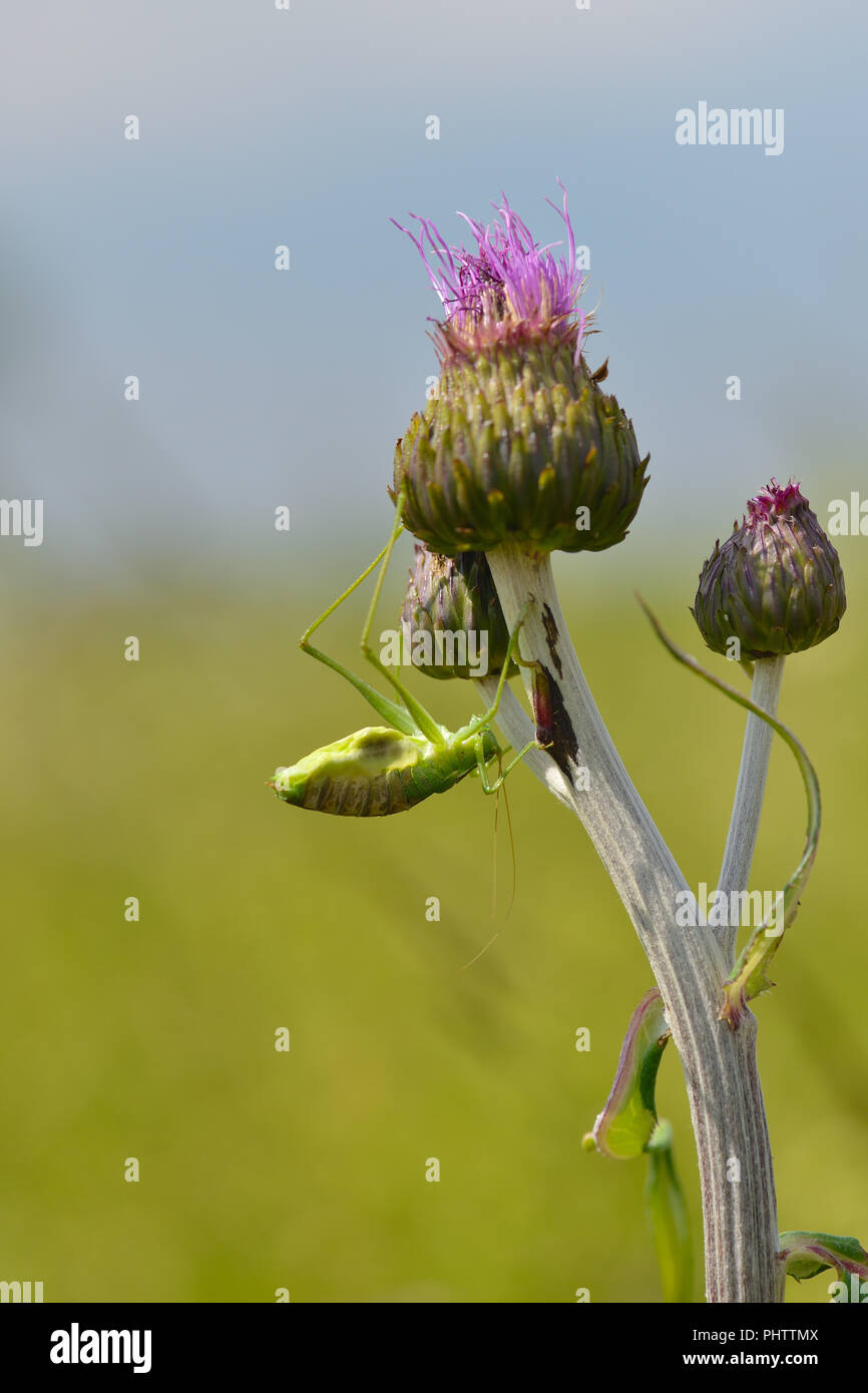 Grand green bush cricket Banque D'Images