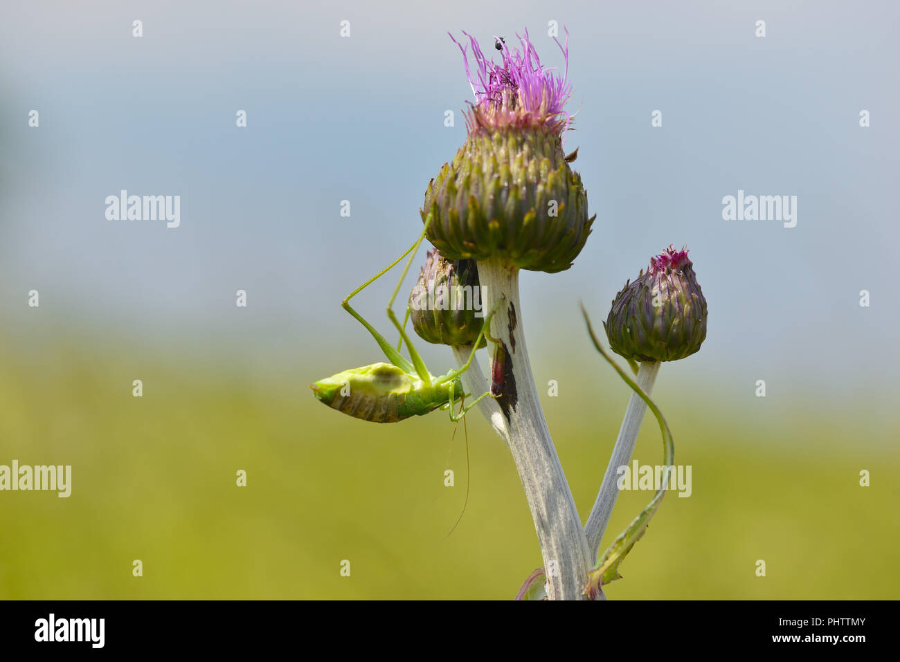 Grand green bush cricket Banque D'Images
