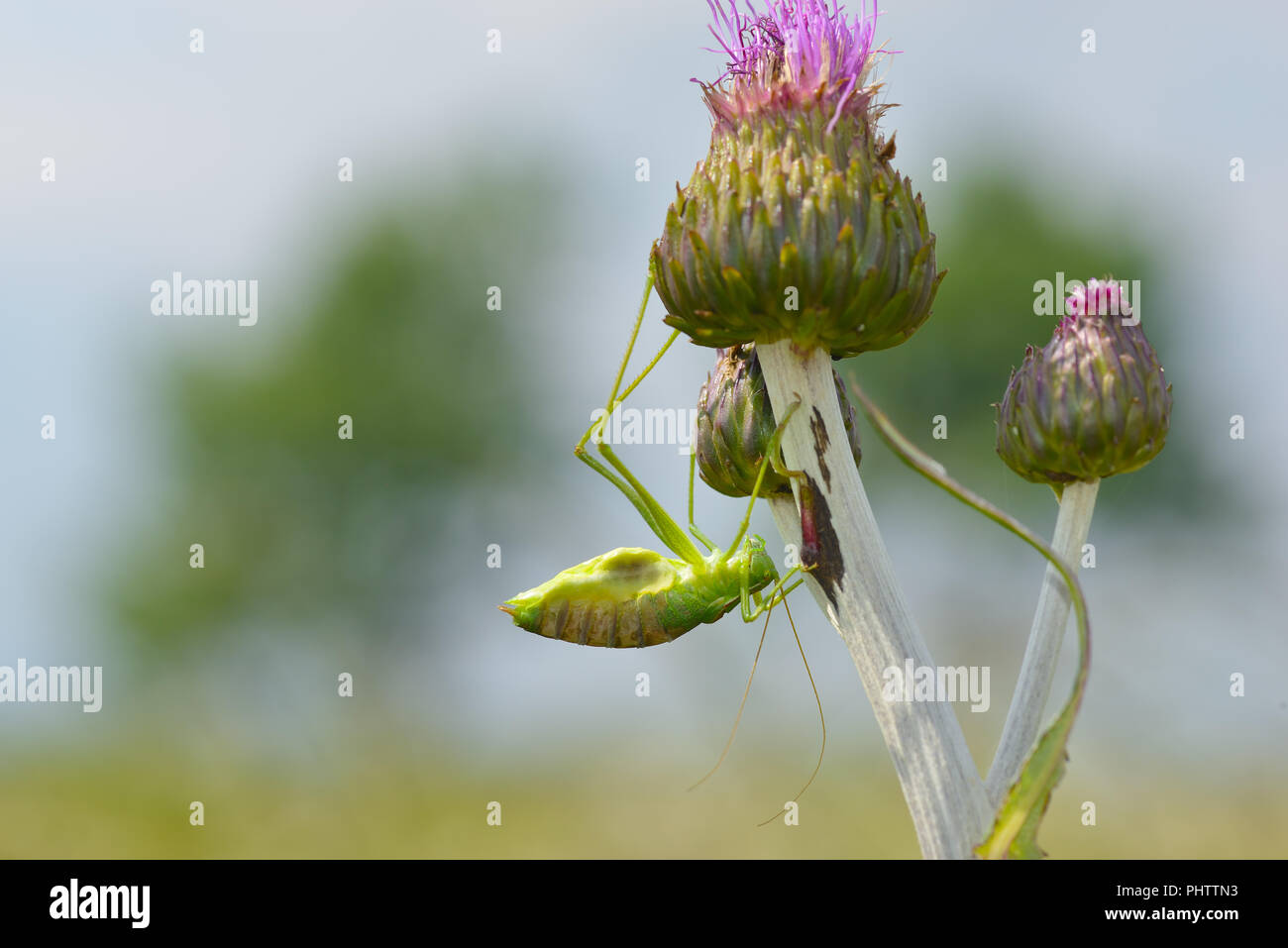 Grand green bush cricket Banque D'Images