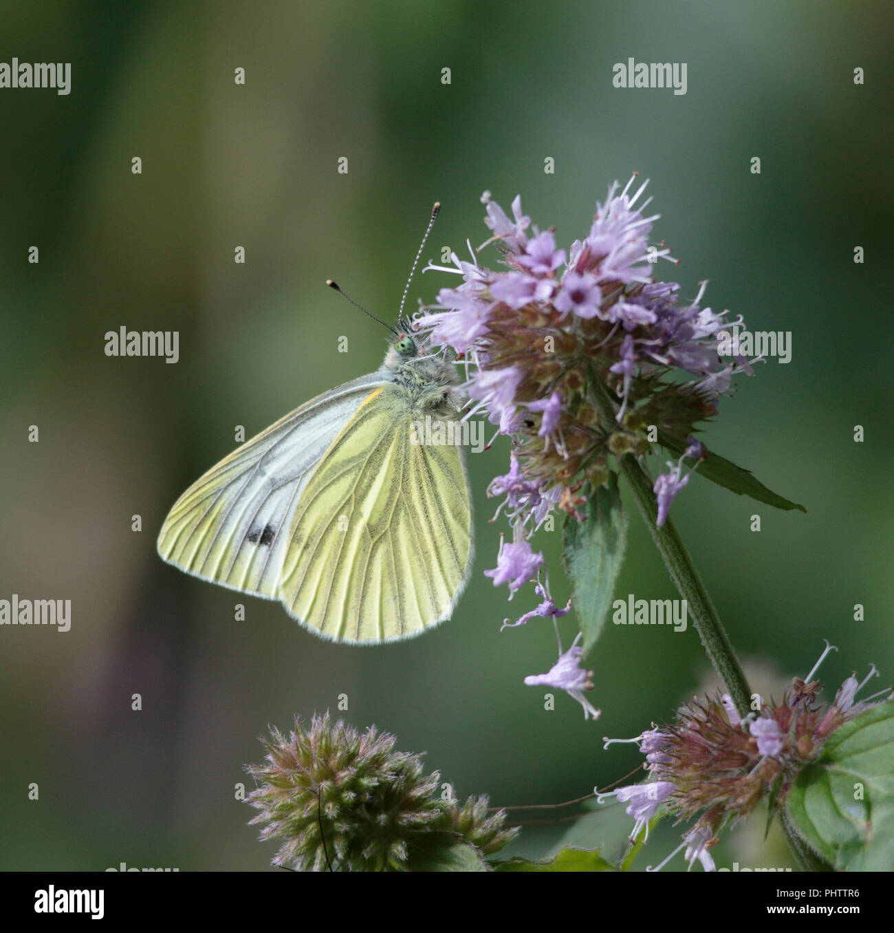 Papillon blanc veiné vert menthe à l'eau Banque D'Images