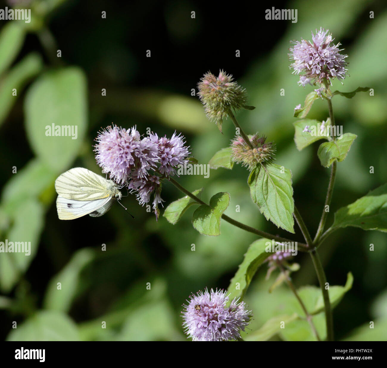 Papillon blanc veiné vert menthe à l'eau Banque D'Images