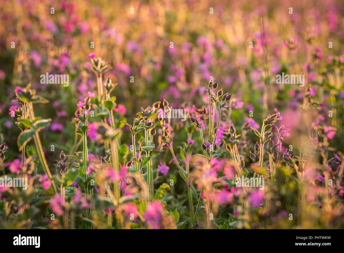 Fleurs roses sur la prairie colorée Banque D'Images