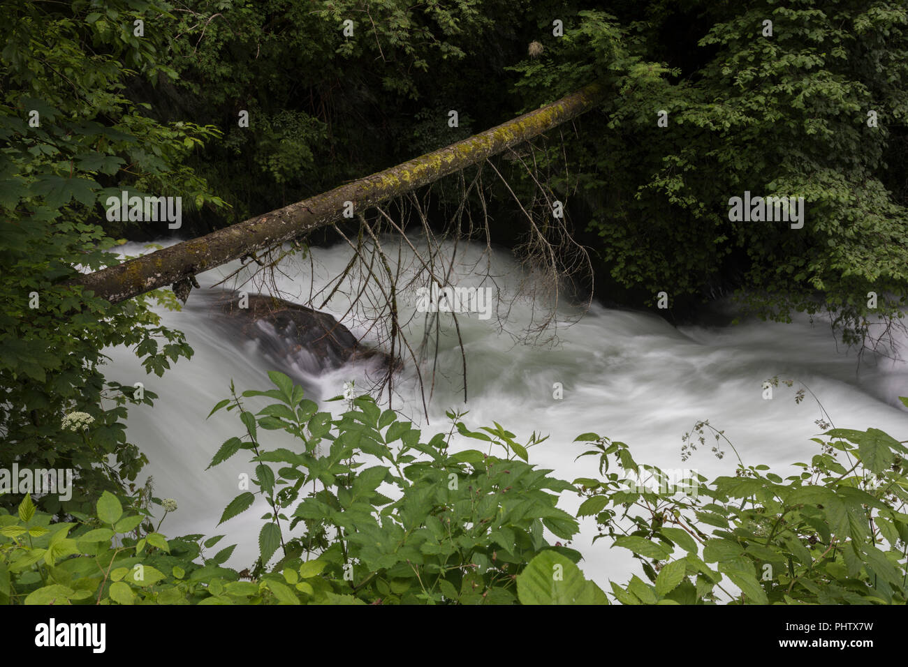 Journal de l'arbre sur une rivière, dans les gorges de l'Autriche, l'Talbachklamm, Schladming, Untertal, Autriche Banque D'Images