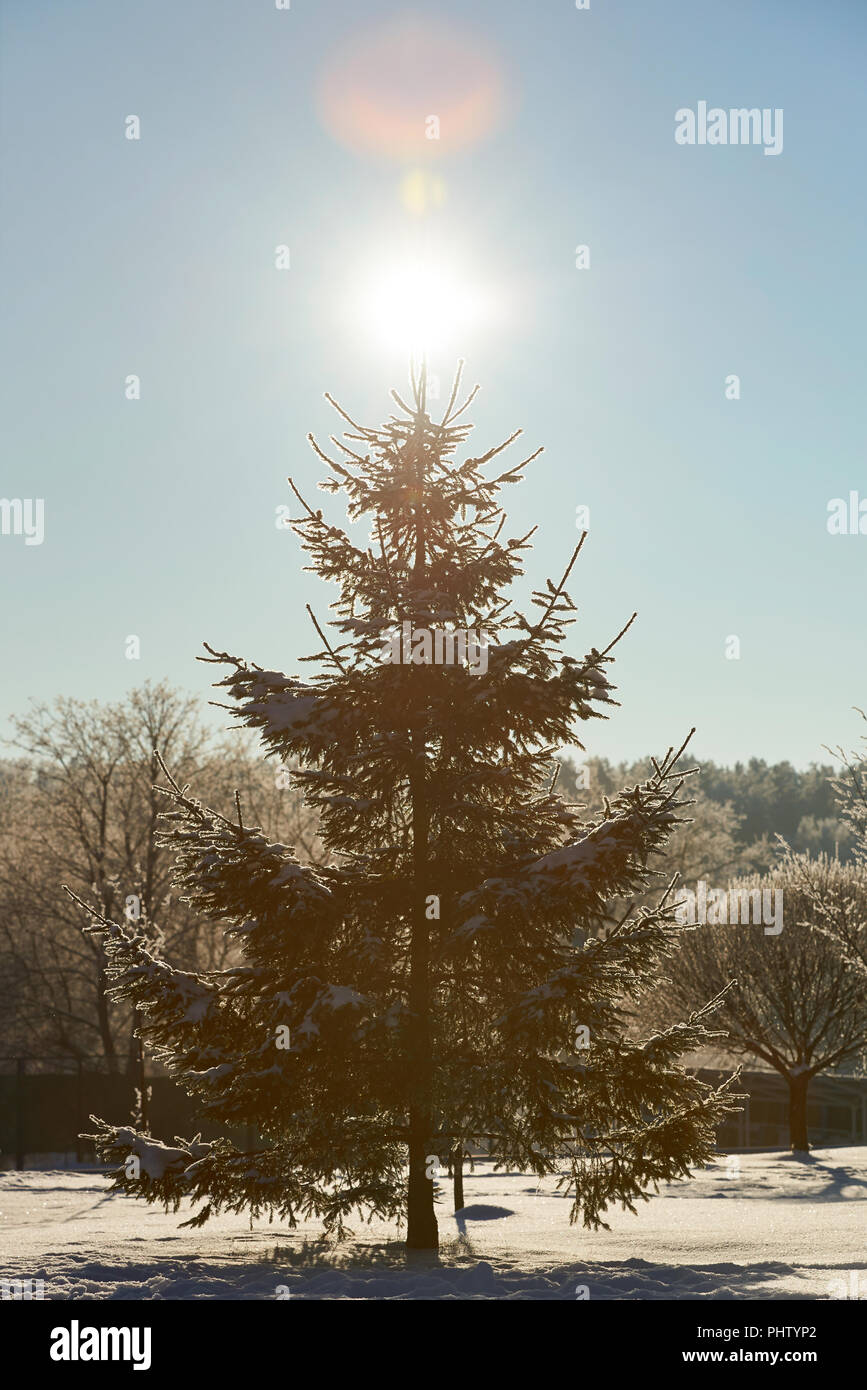 Pine Tree sur la lumière ensoleillée. Journée ensoleillée d'hiver historique Banque D'Images