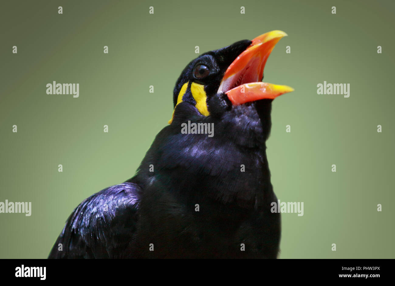 Hill Myna commun (gacula religiosa) Banque D'Images