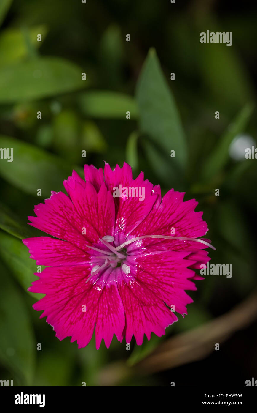 Plan Macro sur Dianthus chinensis communément connu sous le nom de fleur rose rose indien et chinois Banque D'Images