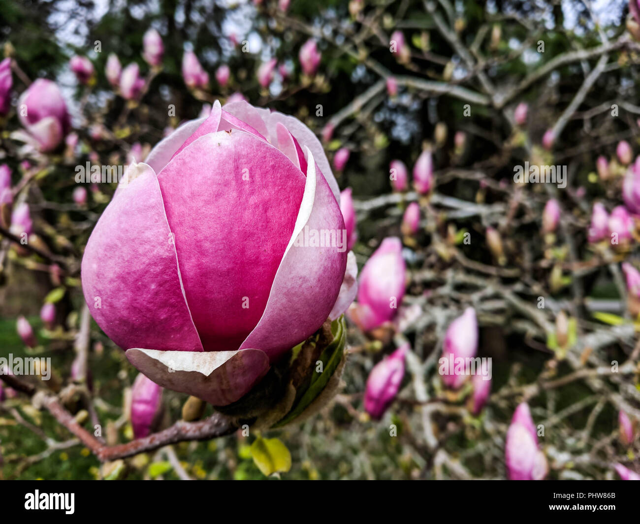 Fleurs rose de la soucoupe voyantes (Magnolia Magnolia x soulangeana) fleurissent dans un parc à Richmond, BC, Canada. Banque D'Images