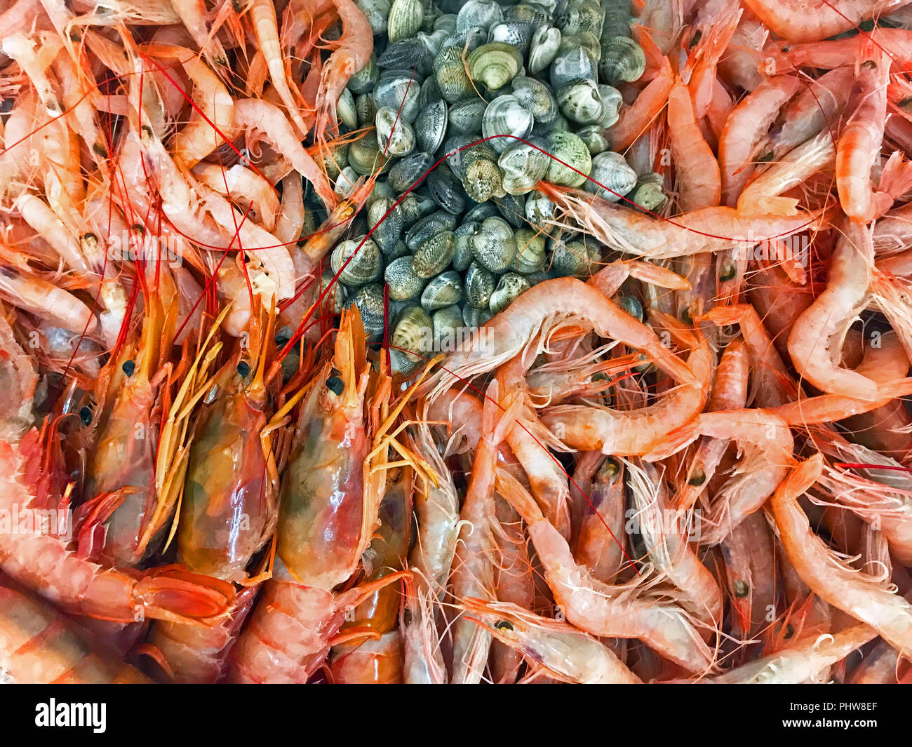 Différents types d'srimps et coquillages Banque D'Images