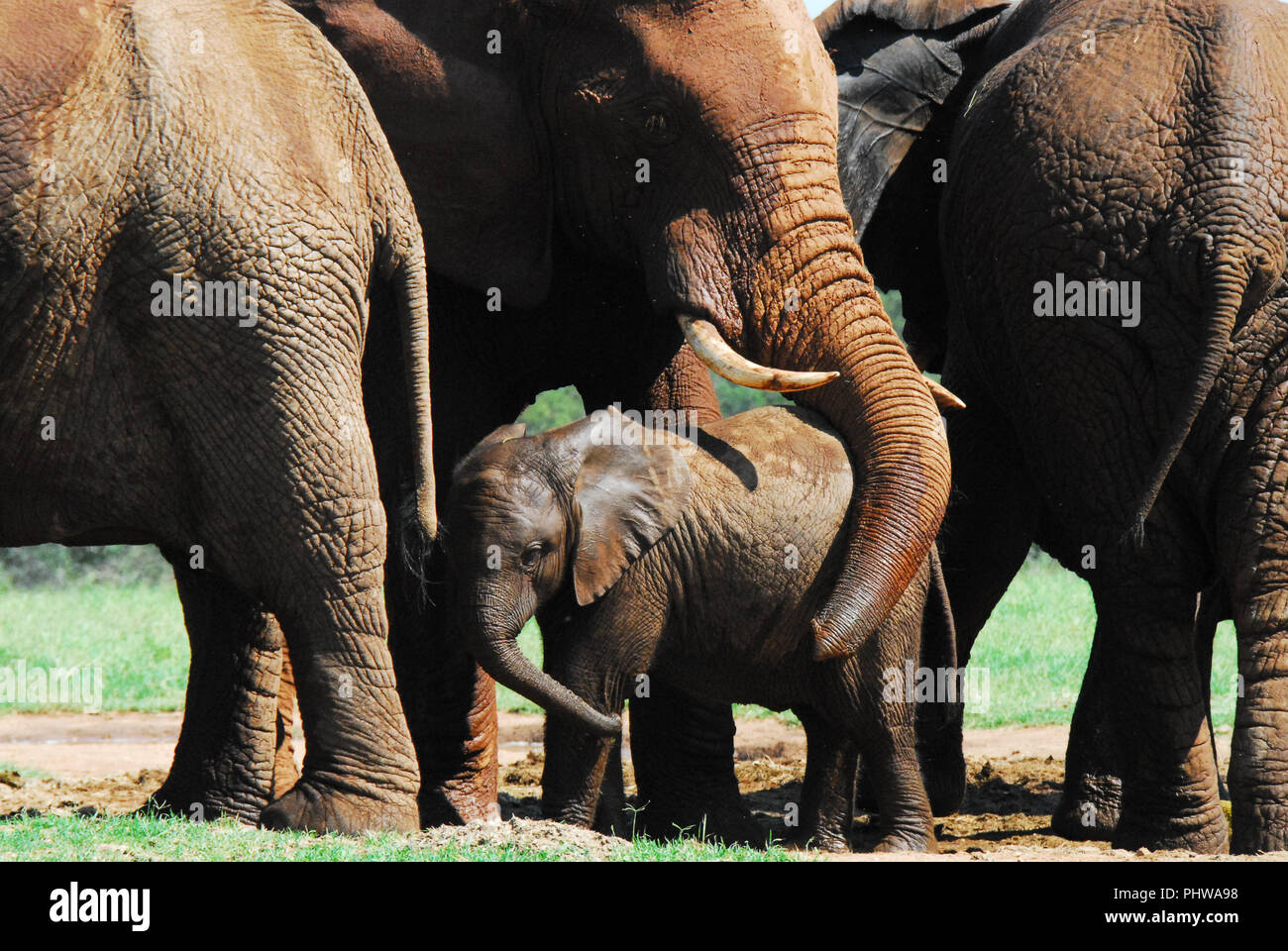 Close up d'un troupeau d'éléphants avec une mère à protéger, ou montrer de l'affection pour son petit en l'enroulant autour de son tronc. Photographié à l'ADDO E Banque D'Images