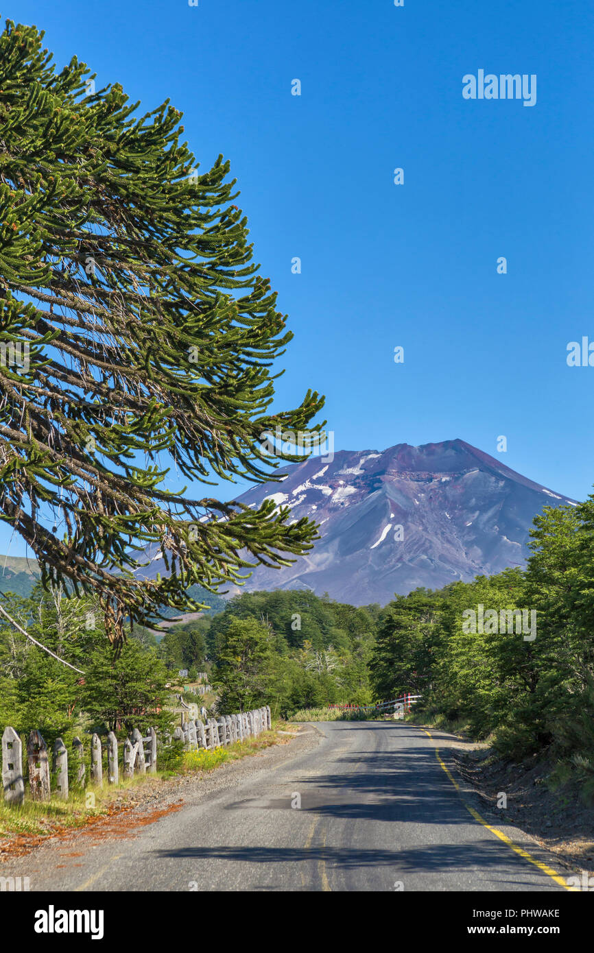Forêt d'Araucaria, Réserve nationale du Malalcahuello-Nalcas, région d'Araucania, Chili Banque D'Images