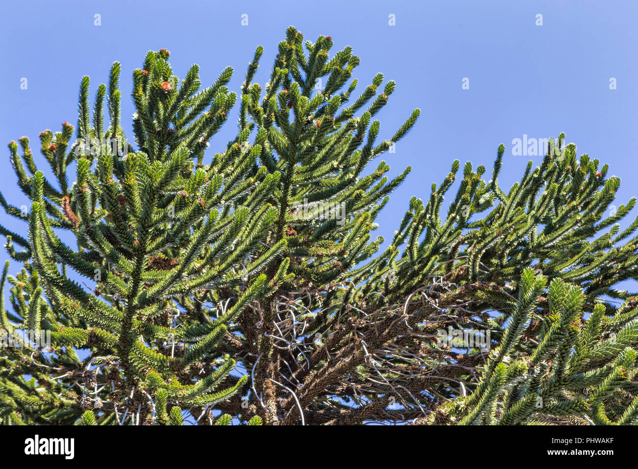 Forêt d'Araucaria, Réserve nationale du Malalcahuello-Nalcas, région d'Araucania, Chili Banque D'Images